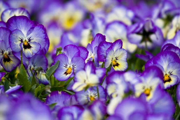 Beautiful garden pansy Viola wittrockiana flower closeup with colourful yellow and violet purple petals, natural blurred background