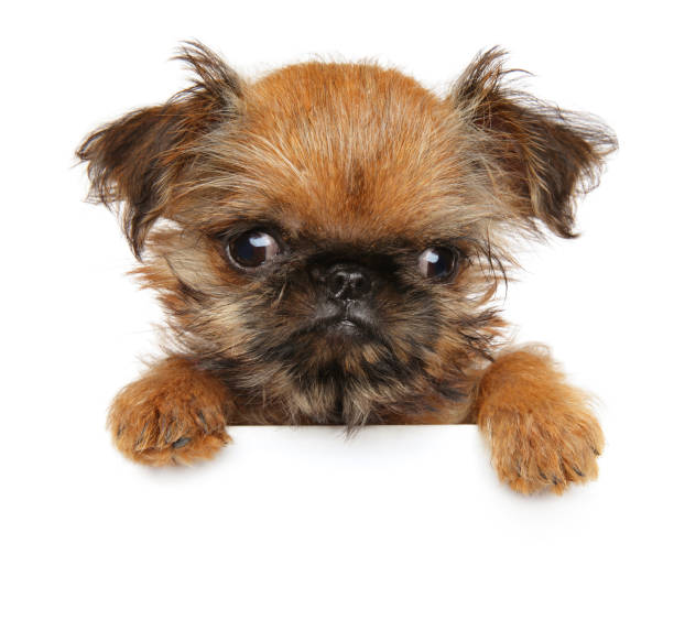 istock Brussels Griffon above banner, isolated 1155296903