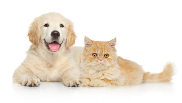 istock Cat and dog together 1155296931
