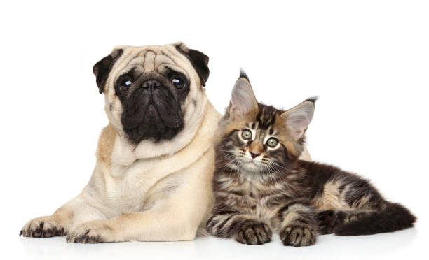 istock Cat and dog together lying on white 1155296980
