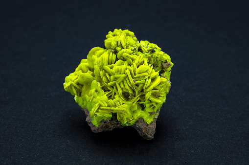 Autunite cluster of neon yellow crystals from Chinon, France. A yellow-greenish fluorescent phosphate mineral and crystallizing  in the orthorhombic system.