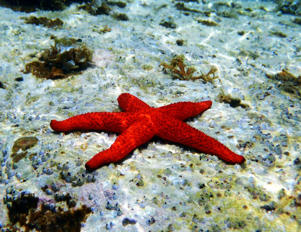 istock Mediterranean Red Sea Star - Echinaster sepositus 1155297953