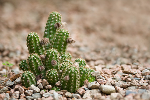 Close-up picture of a small Cactaceae succulent plant on the ground