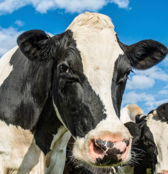 istock Close up of a black and white Cow 1155298385