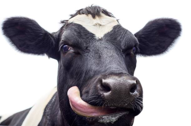 istock Close up of a black and white Cow 1155298393