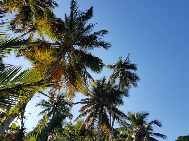 istock Tropical Palms-Rio de Janeiro-Brazil 1155298457
