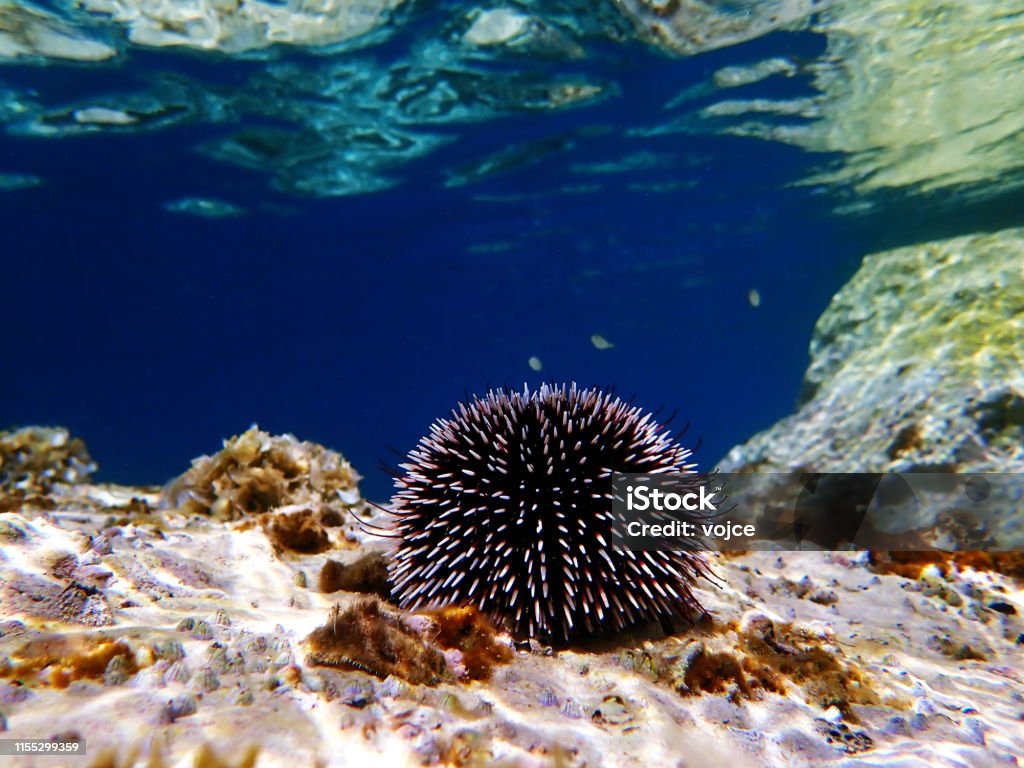 Mediterranean purple sea urchin - Sphaerechinus granularis Sea Urchin Stock Photo