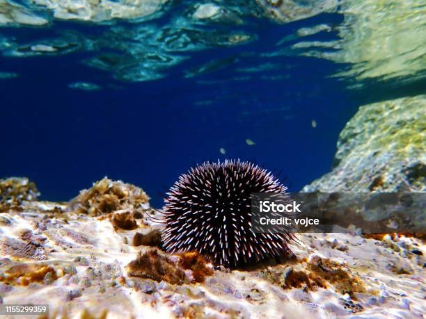 Mediterranean Purple Sea Urchin Sphaerechinus Granularis Stock Photo - Download Image Now