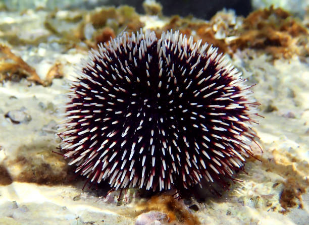 istock Mediterranean purple sea urchin - Sphaerechinus granularis 1155299365