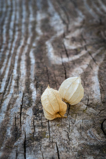 istock Physalis alkekengi fruit husks 1155299389