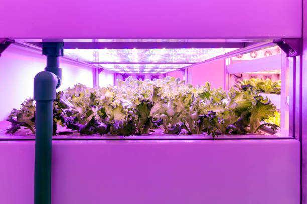 Smart Indoor Farm Photoperiodism Growth Light For Plants Concept Artificial  Led Panel Light Source Used In An Experiment On Vegetables Plant Growth  Stock Photo - Download Image Now - iStock