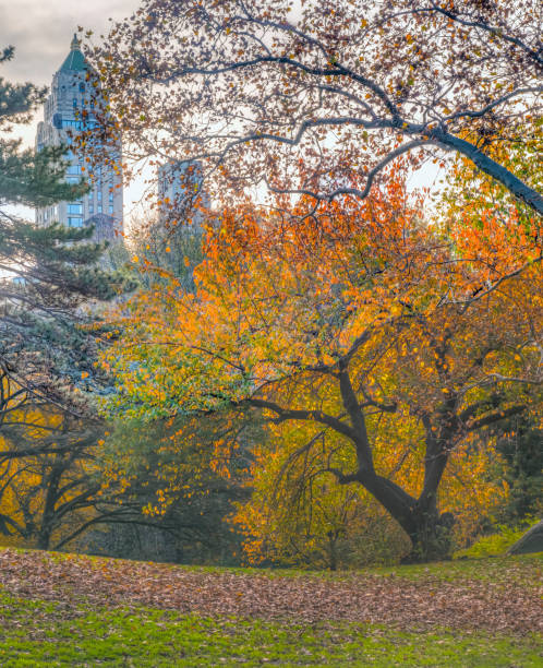 istock Central Park, New York City in autumn 1155301219