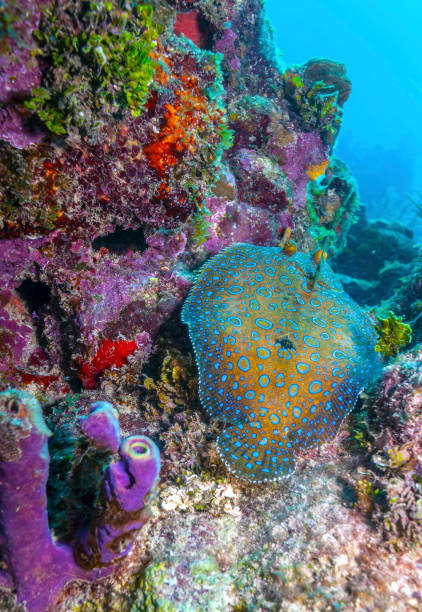 istock Coral garden in Caribbean 1155301340