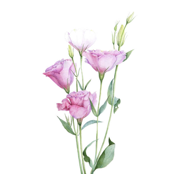 Watercolor pink garden lisianthus flower. Isolated hand drawn illustration. Elegant botanical drawing for decor, invitations, package design. Watercolor pink garden lisianthus flower. Isolated hand drawn illustration. Elegant botanical drawing for decor, invitations, package design. drawing of a green lisianthus stock illustrations
