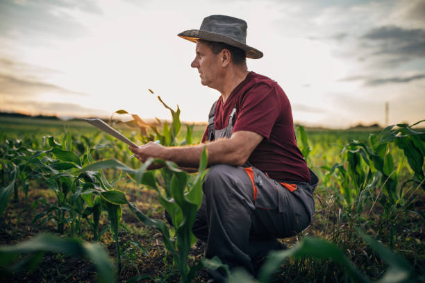 istock Farmer inspecting plants at his field of growing corn at sunset 1155307877