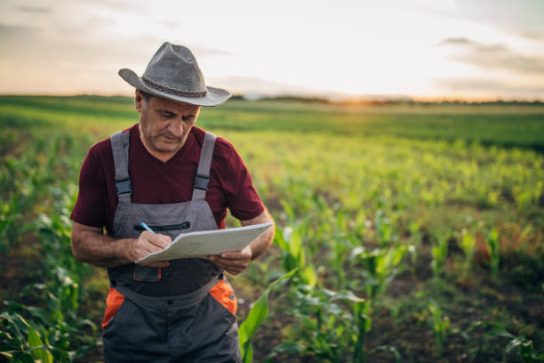 istock Farmer inspecting plants at his field of growing corn at sunset 1155307891