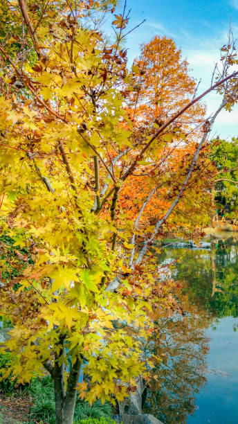 istock A maple tree in the foreground in yellow autumn color 1155311030