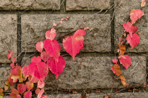 istock purple leaves on stones background 1155311189