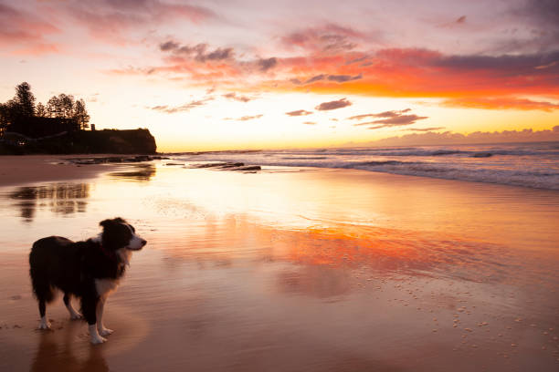 istock Border Collie enjoying sunrise at the beach 1155312256