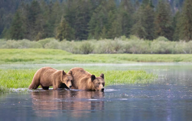 istock Mother Grizzly Bear and Cub crossing a river 1155313569