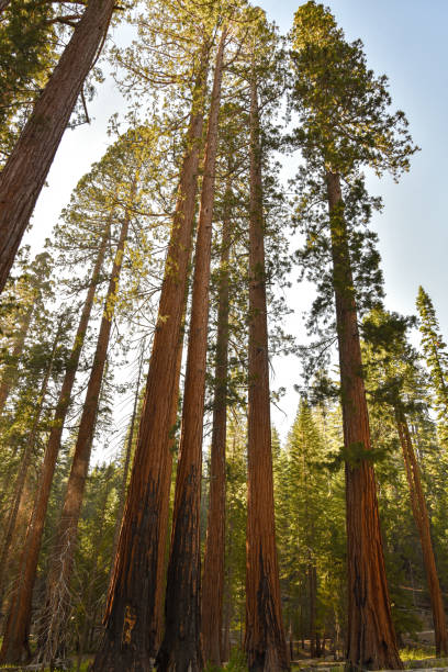 istock Tall Forest of Sequoias 1155314957