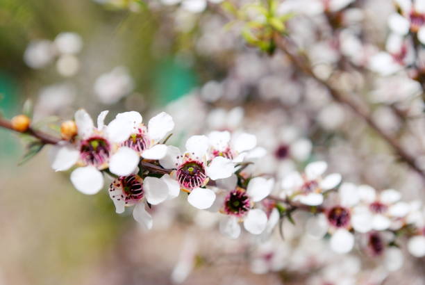 manuka (leptospermum scoparium) nowozelandzki drzewo herbaciane - manuka zdjęcia i obrazy z banku zdjęć