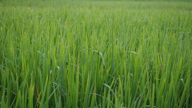 istock Green rice tree in the morning 1155317068