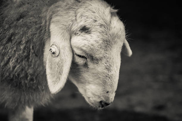 istock beautiful sheep head face close up in black and white 1155317661