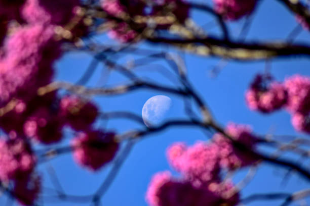 istock Moon and Pink trumpet flowers 1155317710