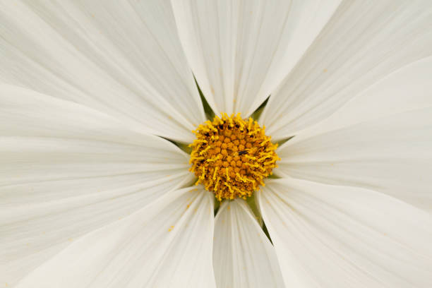 istock flower of cosmos, macro 1155317793