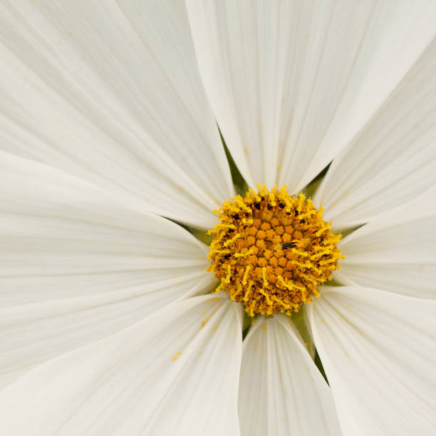istock flower of cosmos, macro 1155317795