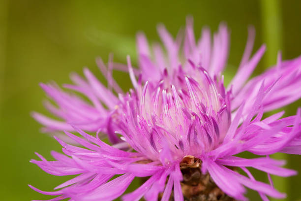 istock Flower of field knapweed 1155317831