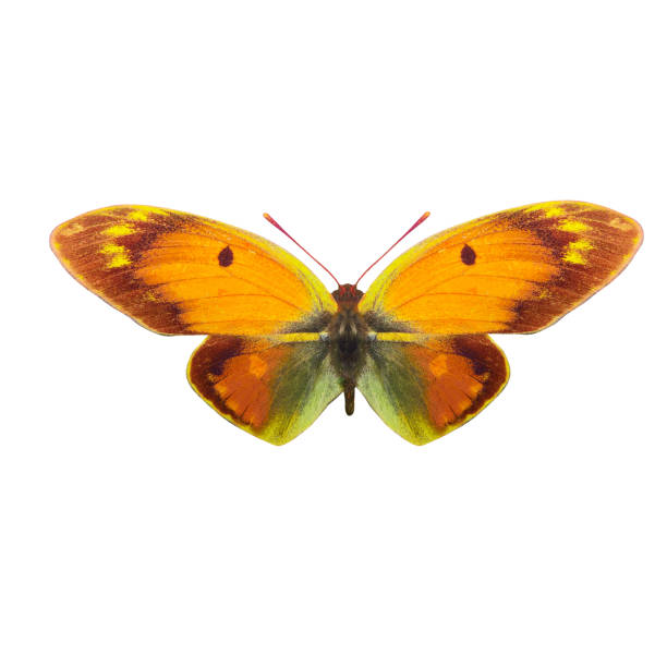 istock tropical yellow butterfly. isolated on white background 1155320239