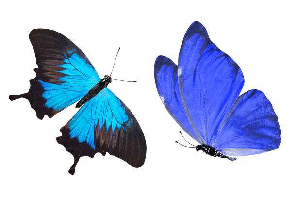 istock tropical blue butterfly. isolated on white background 1155320287