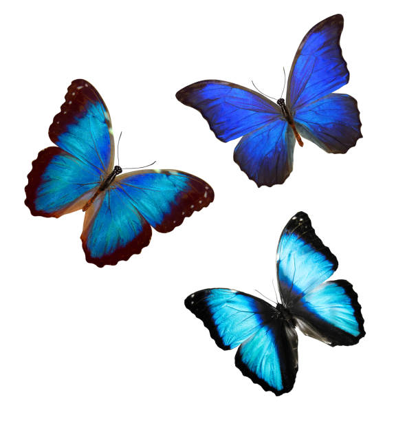 istock flock of blue butterflies isolated on white 1155320303