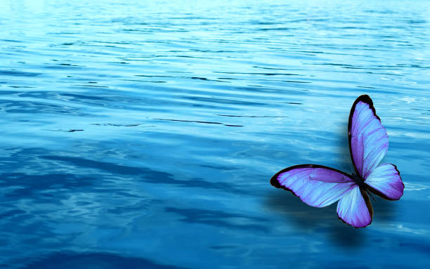 istock colored tropical butterfly on a background of blue water 1155320584