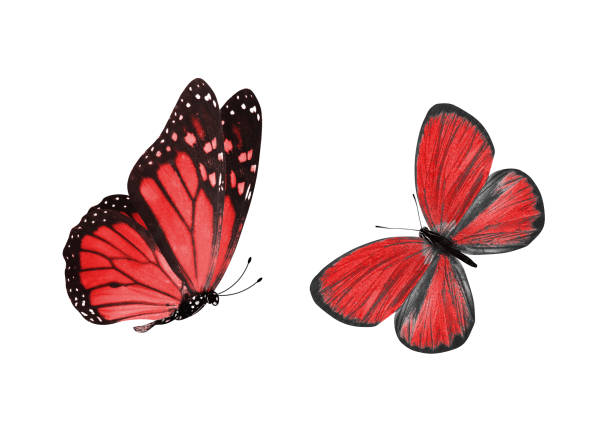 istock beautiful two red butterflies isolated on white background 1155321316