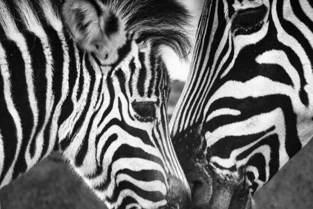 istock love and care between mother and child zebra 1155322554