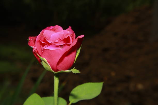 Red Rose - Vibrant Beautiful Garden Rose Flower.