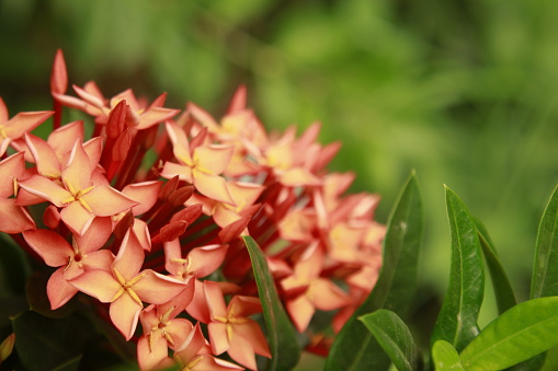 Close-up of Ixora flowers in garden.