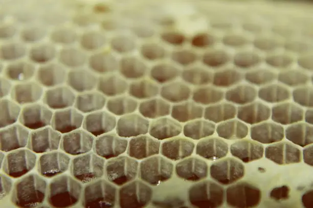 Photo of Honeycomb.