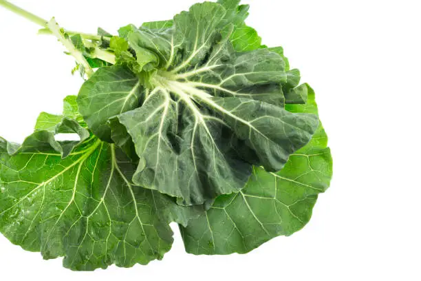 Photo of Collard – Known as Couve Galega