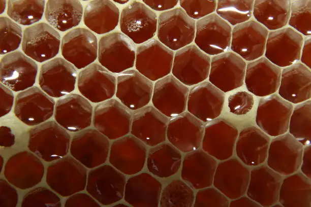 Photo of Honeycomb.