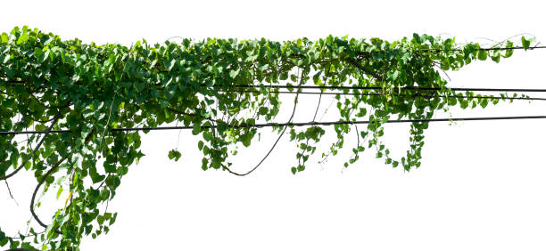 istock green leaf ivy  plant isolate on white background 1155326192