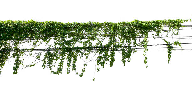 istock green leaf ivy  plant isolate on white background 1155326194