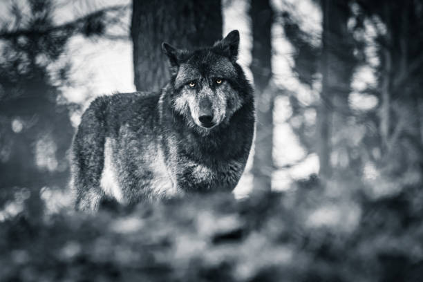 black and white portrait of wolf looking at camera