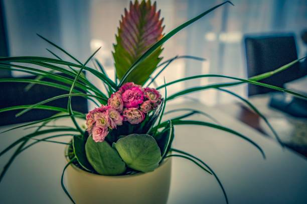 Flowering orchid in flower pot against beige wall at home