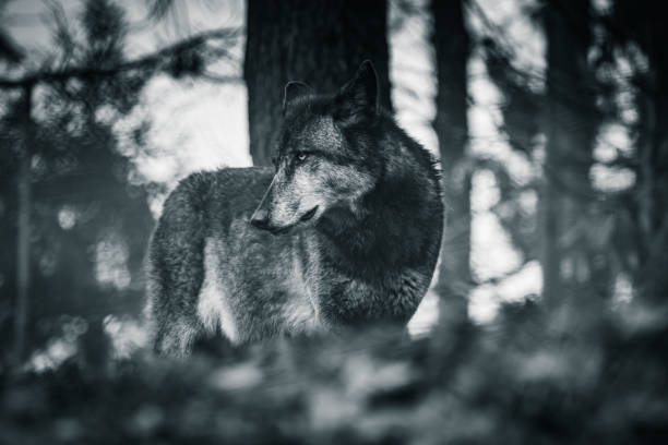 istock black and white portrait of wolf 1155327178