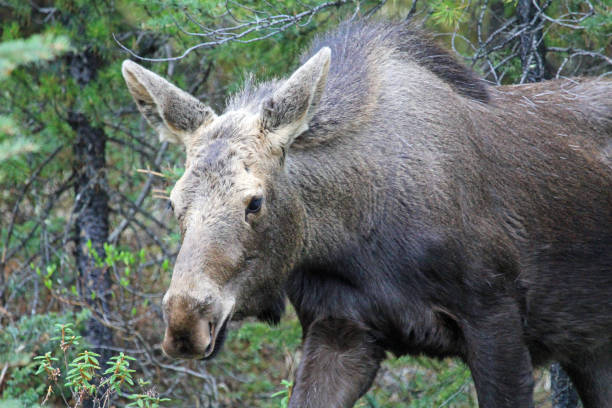 istock Female moose portrait 1155327810