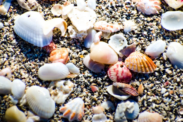 Close up. Many colorful seashells on the beach. Created in Venice Florida, Jan 2, 2019
